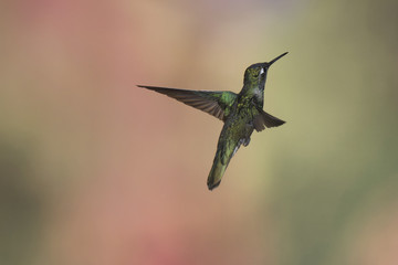 Fototapeta premium Hummingbird