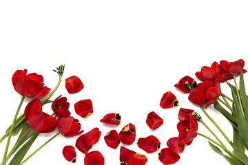 Broken old red tulips on a white background. Top View.