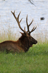 Lone Elk Park Elk