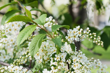 Obraz premium blossoms on bird cherry tree in sunny summer forest