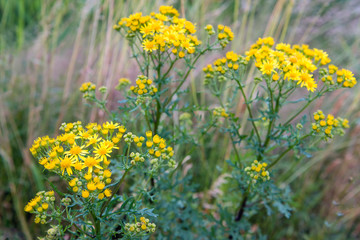 Obraz premium Yellow blooming common ragwort from close