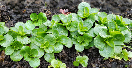 Feldsalat, Valerianella, locusta