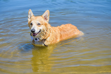 Wet corgi dog playing in water . Standing in a lake. Pet in the water. Fashionable dog is playing an joyful at nature 
