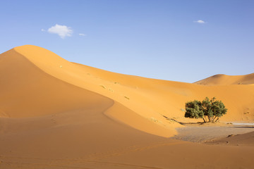 Fototapeta na wymiar two trees under big orange dune in Sahara desert in Morocco