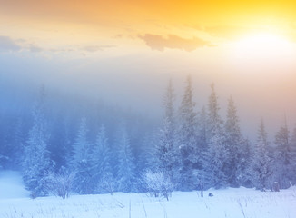 winter snowbound forest in a blue mist at the sunset