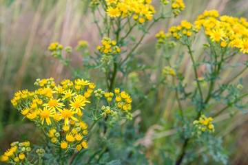 Yellow blossoming common ragwort from close