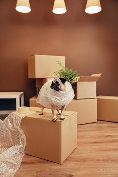 Moving House. Funny Dog On Box