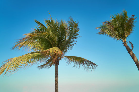 Leaves of coconut palms fluttering in the wind against blue sky. Bottom view. Bright sunny day. Riviera Maya Mexico. © dualpics