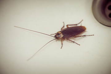 Cockroaches in the sink.