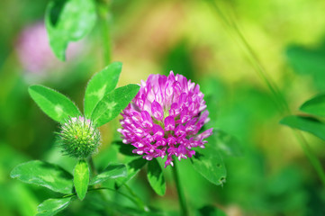 ムラサキツメクサ