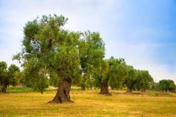 Olive plantation with old olive tree in the Apulia region, Italy