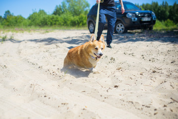 Happy and active purebred Welsh Corgi pembroke dog outdoors in the beach on a sunny summer day. 