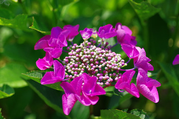 Obraz premium 額紫陽花