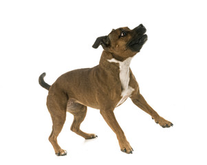 staffordshire bull terrier