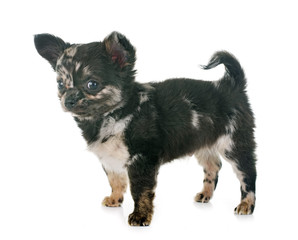 Fototapeta premium puppy chihuahua in studio