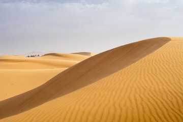 orange dune with riding caravan in Sahara desert in Morocco