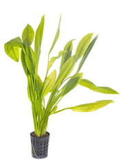 Fototapeta na wymiar echinodorus plant for aquarium