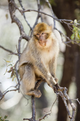 gray monkey isolated seats on the branch of tree in Morocco