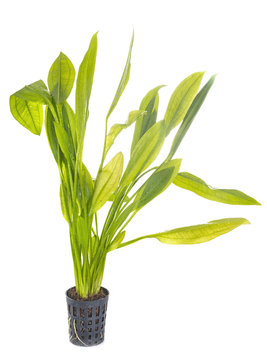 echinodorus plant for aquarium