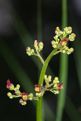 Macrophotographie de fleur sauvage -  Scrophulaire - Scrophularia