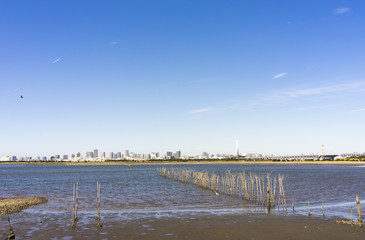 東京湾の干潟　葛西臨海公園