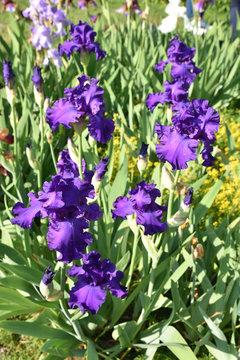 Iris bleu au jardin 