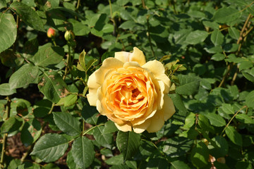 Rose jaune