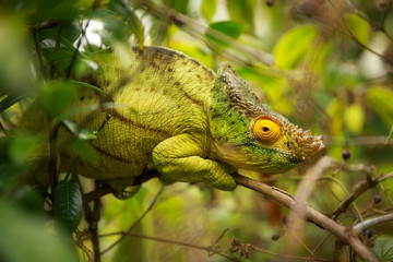 King Chameleon