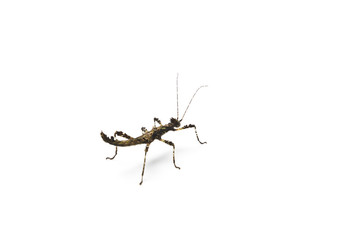 Sunny stick insect on bright background.