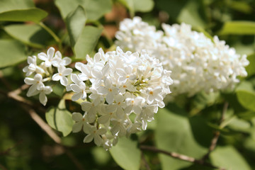 White lilac