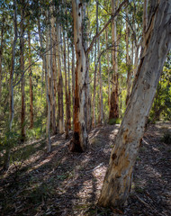 Gumtree glade