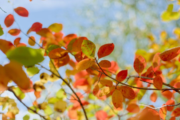 colorful leaves on a branch