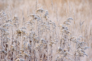 dry grass in the frost