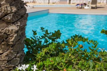 bush on the background of the pool in the hotel
