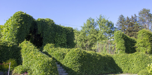 Asarum europaeum. Use of twisted plants in landscape design