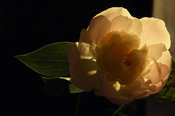 Peony Flower Over Black Background. Nature Background.Abstract, Minimalism, Nature Concept. 