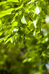 Fototapeta na wymiar Green leaves on a blurred background