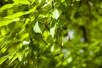 Fototapeta na wymiar Green leaves on a blurred background