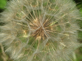 fiore © paolo
