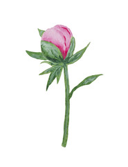 Stylized watercolor branch of a peony with a bud