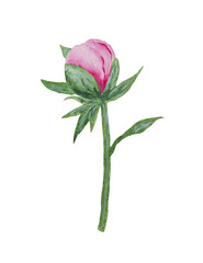 Fototapeta premium Stylized watercolor branch of a peony with a bud