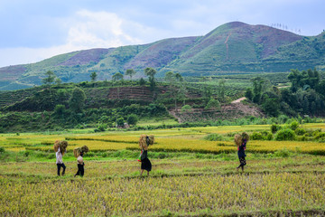 People working on rice field in summer