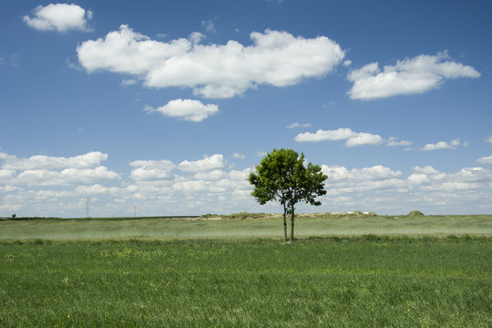 Single small tree in the field