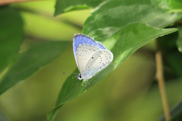 シジミチョウ(butterfly🦋🦋)