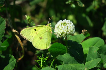 シロツメクサの蜜を吸うモンキチョウbutterfly🦋🦋