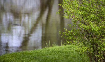 Spiraea, a flowering bush on green grass Spiraea, a flowering bush on green grass. Used in landscape design.