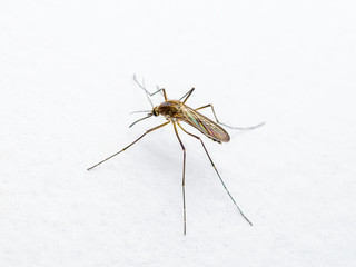 Yellow Fever, Malaria or Zika Virus Infected Mosquito Insect on White Wall