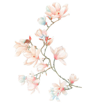 Watercolor magnolia flowers and branches