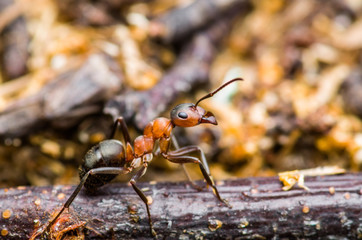 Red Ant Insect Macro