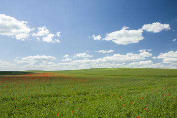 Green hilly fields with red poppies and white clouds in the sky